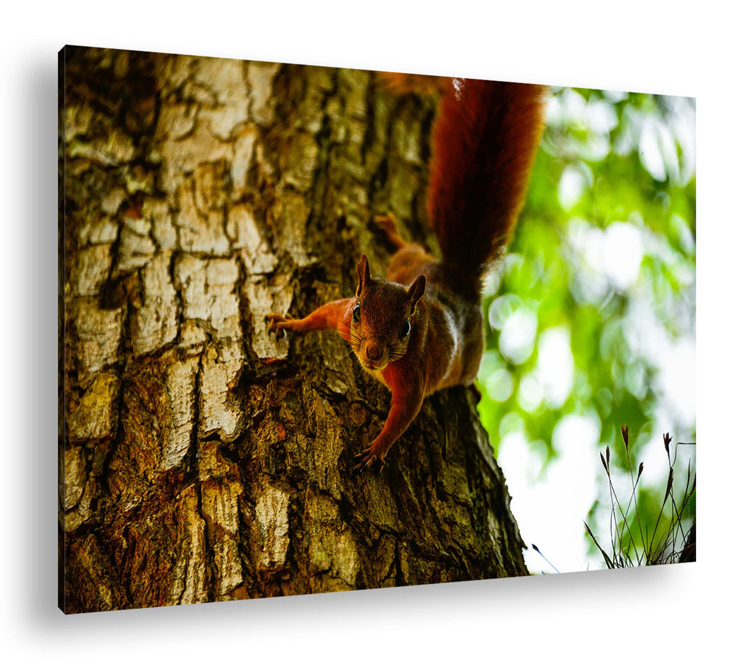 deyoli zutrauliches wildes Eichhörnchen Format: 80x60 als Leinwandbild, Motiv fertig gerahmt auf Ech