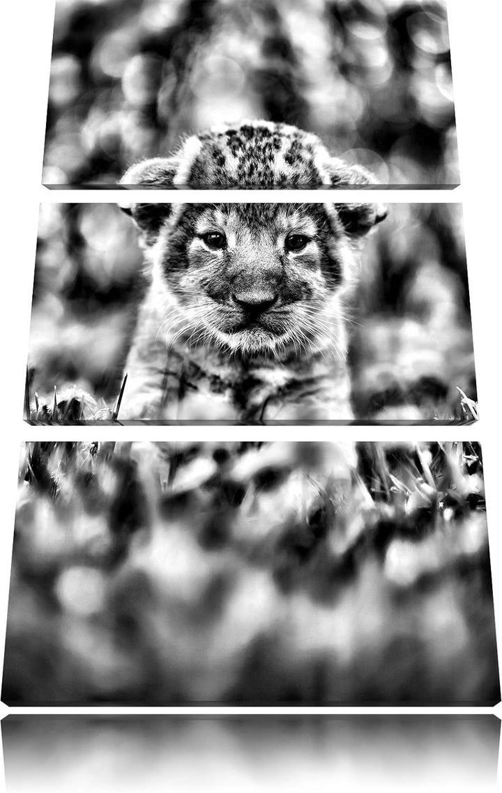 Pixxprint Niedliches Löwenbaby als Leinwandbild/Grösse: 3 Teilig (120x80) cm/Wandbild/Kunstdruck/fer