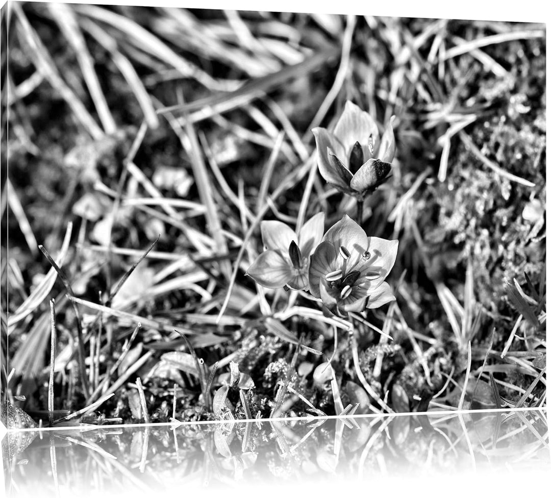 Pixxprint Kleine süsse Blaue Blume / 100x70cm Leinwandbild bespannt auf Holzrahmen/Wandbild Kunstdru