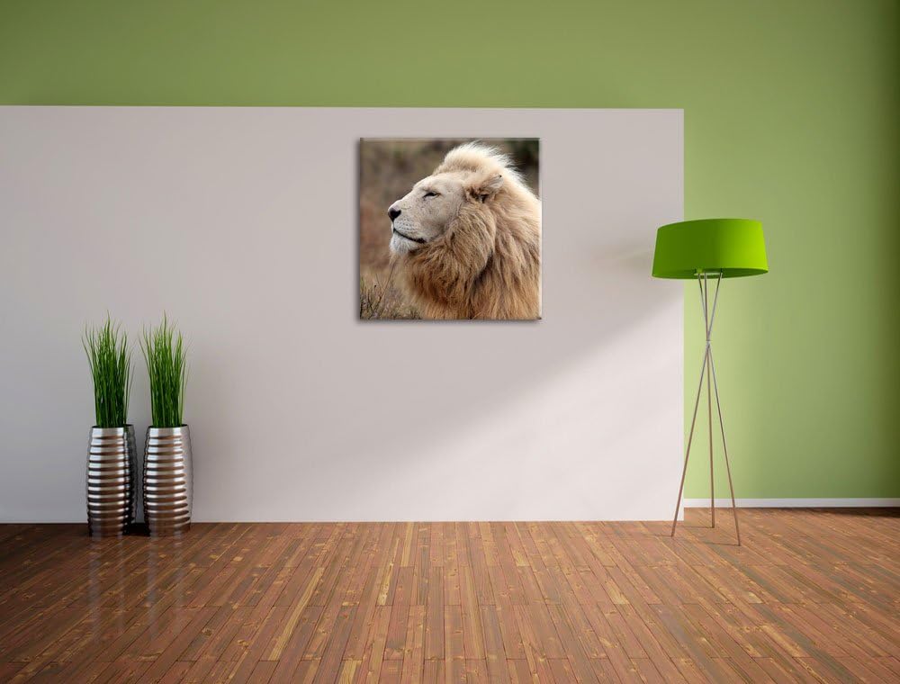 Weisser Löwe im Gebirge, Format: 70x70 auf Leinwand, XXL riesige Bilder fertig gerahmt mit Keilrahme
