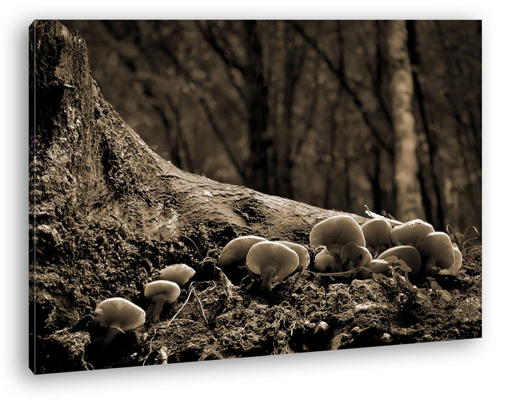 deyoli Pilze am Baumstamm Format: 80x60 Effekt: Sepia als Leinwandbild, Motiv fertig gerahmt auf Ech