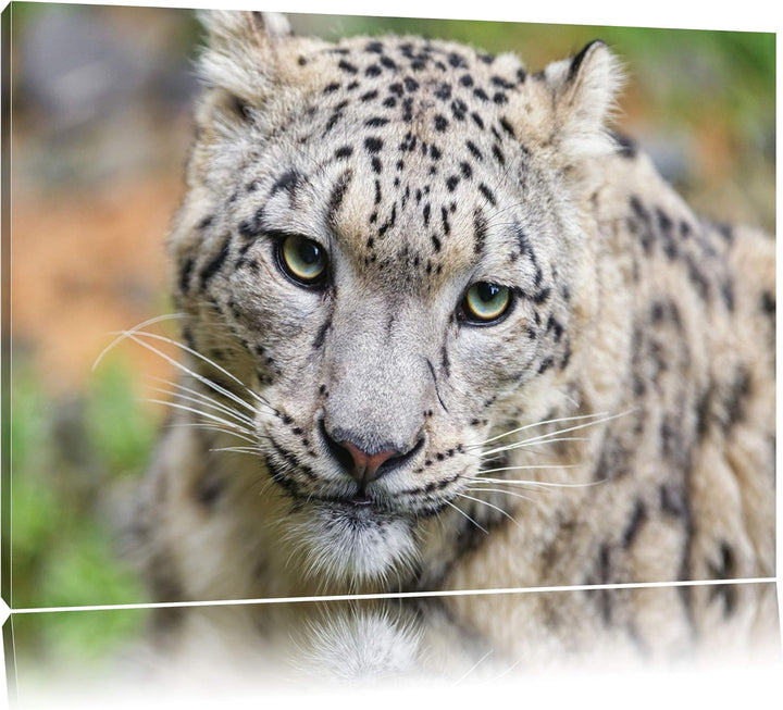 Pixxprint eleganter Schneeleopard auf Leinwand, XXL riesige Bilder fertig gerahmt mit Keilrahmen, Ku