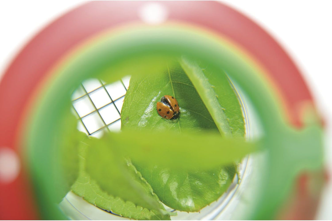 EDUPLAY 150006 Lupendose Ø 6 cm, H 7 cm, mit Plastikspinne, transparent (10er Pack)