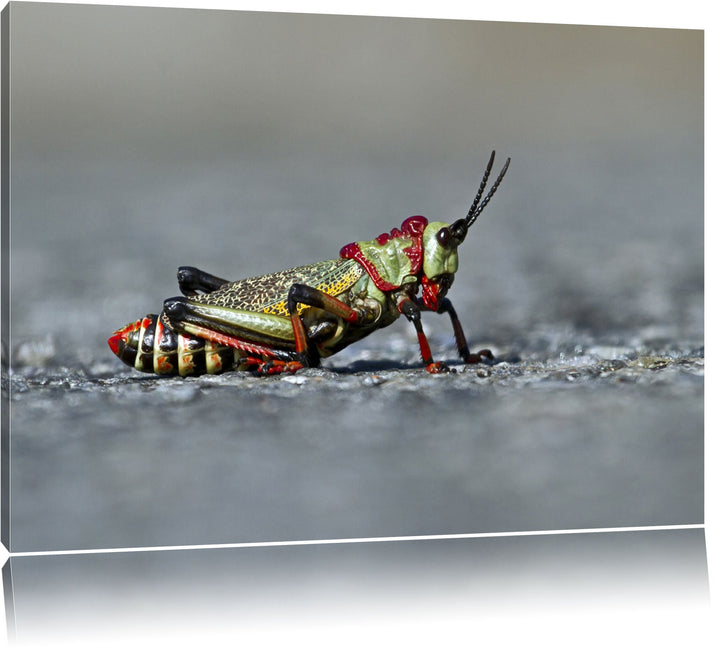 Pixxprint aussergewöhnliche Heuschrecke auf Leinwand, XXL riesige Bilder fertig gerahmt mit Keilrahm