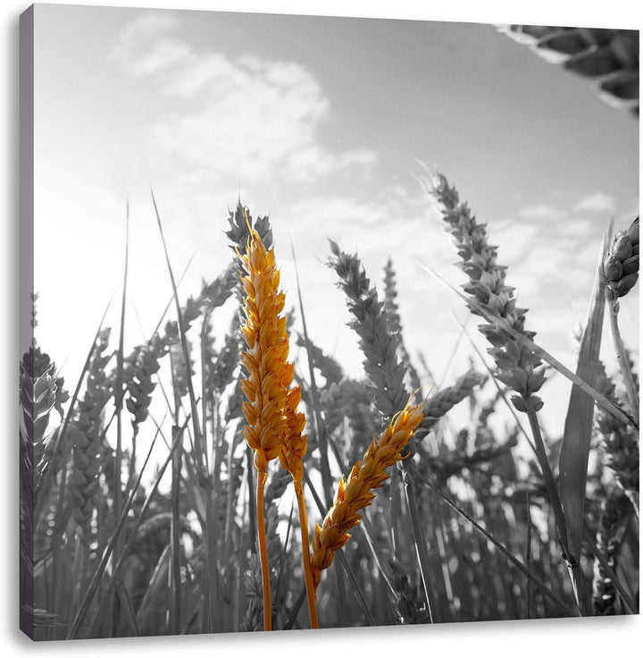 Pixxprint schönes Getreide als Leinwandbild/Grösse: 70x70 cm/Wandbild/Kunstdruck/fertig bespannt, 70