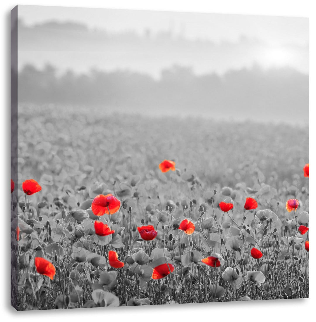 Pixxprint atemberaubend schöne Mohnwiese schwarz/weiss, Format: 70x70 auf Leinwand, 70x70