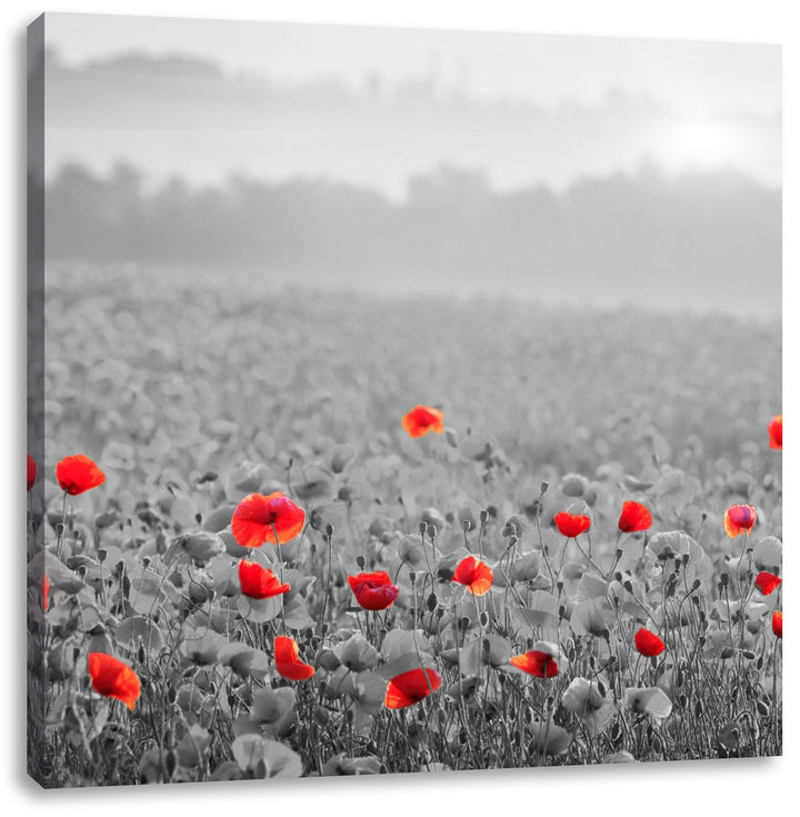 Pixxprint atemberaubend schöne Mohnwiese schwarz/weiss, Format: 70x70 auf Leinwand, 70x70