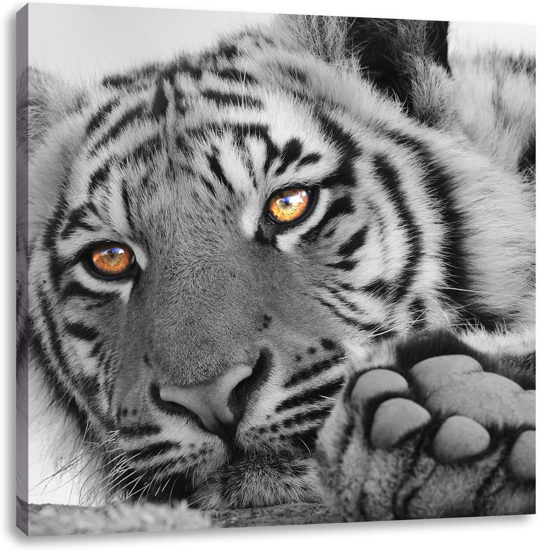 Pixxprint entspannter Tiger schwarz/weiss, Format: 70x70 auf Leinwand, 70x70