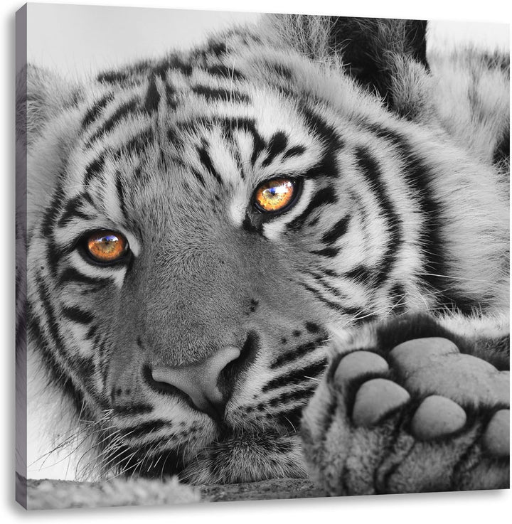 Pixxprint entspannter Tiger schwarz/weiss, Format: 70x70 auf Leinwand, 70x70