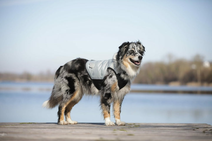 cani.cool Kühlweste Hunde, Grösse M, silber, M