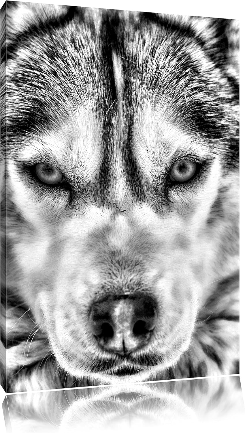Monocrome, Husky, Format: 100x70 auf Leinwand, XXL riesige Bilder fertig gerahmt mit Keilrahmen, Kun