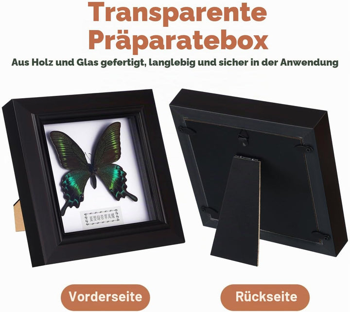Homoyoyo Rahmen Für Schmetterlingsexemplare Exquisiter Blauer Morpho-Schmetterling Gerahmt Und Monti