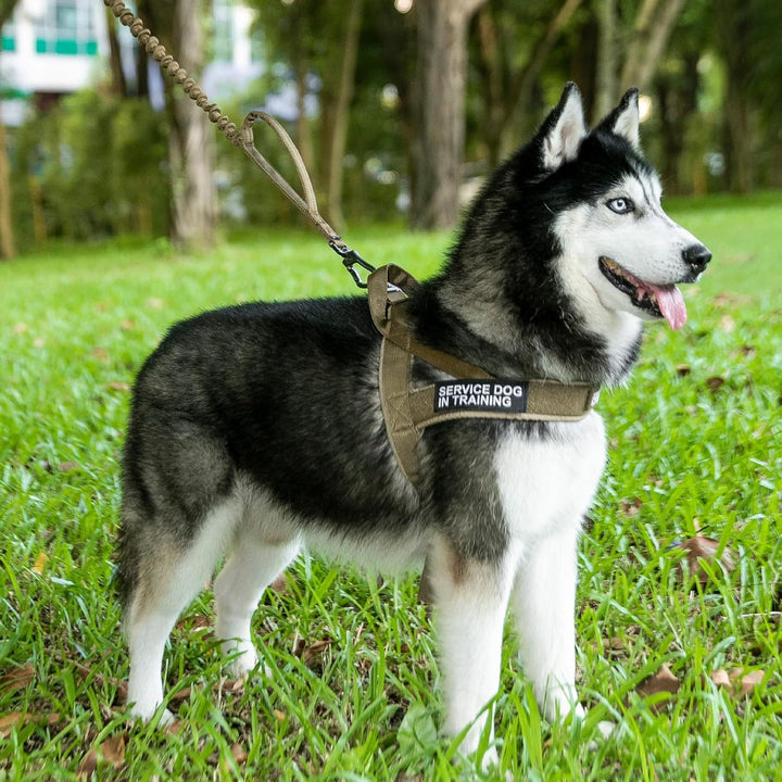 EXCELLENT ELITE SPANKER Gepolstertes Hundegeschirr, kein Ziehen, verstellbares Nylon, für kleine und
