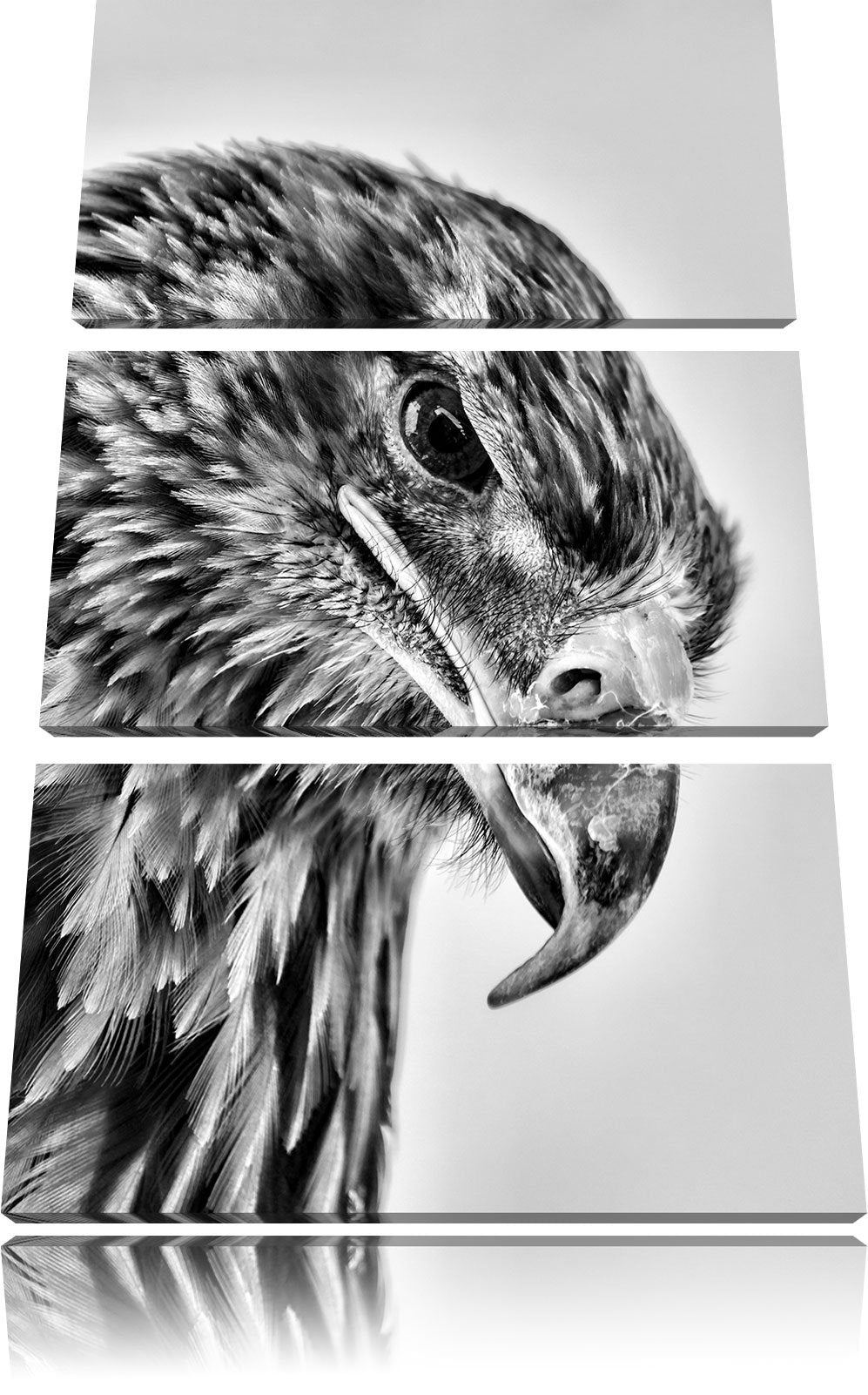 Pixxprint Adler Porträt als Leinwandbild/Grösse: 3 Teilig (120x80) / Wandbild/Kunstdruck/fertig besp