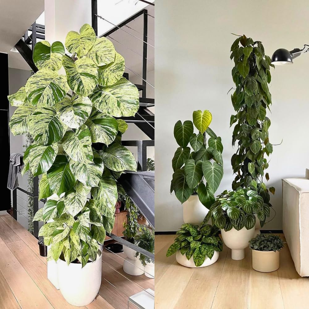 XL Moosstab für Monstera 4 x 63 cm - Erweiterbare Monstera Rankhilfe &amp; Zubehör-Set - Pflanzstäbe mit