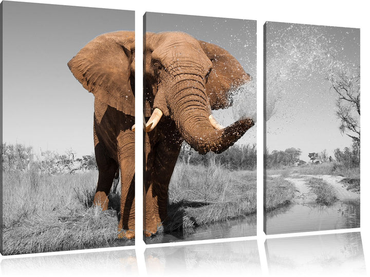 Pixxprint schöner Elefant spritzt mit Wasser als Leinwandbild/Grösse: 3 Teilig (120x80) cm/Wandbild/