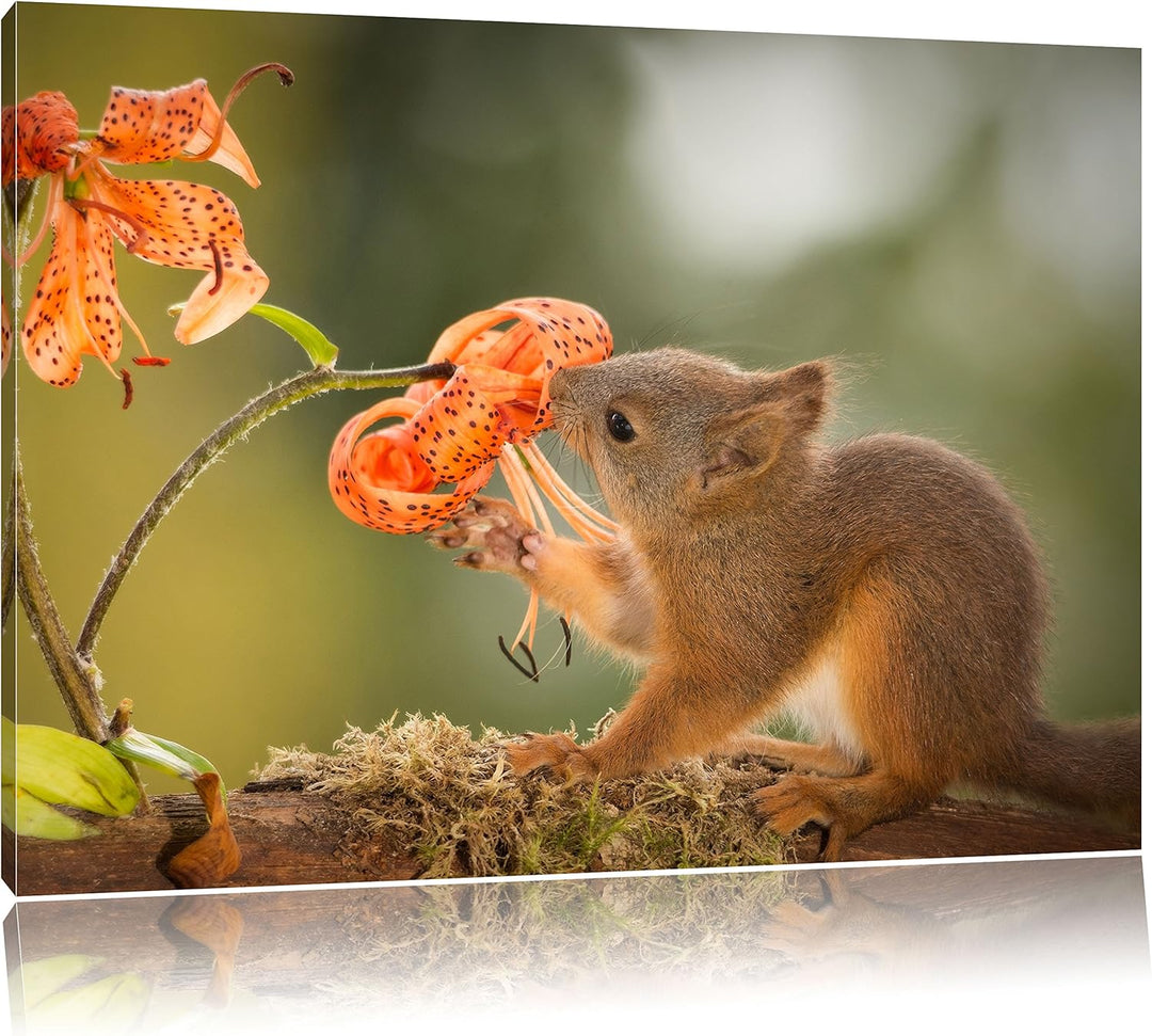 Pixxprint süsses Eichhörnchen riecht an Einer Blume, Format: 100x70 auf Leinwand, 100x70