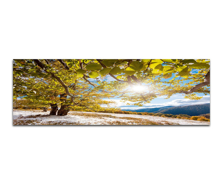 Paul Sinus Art Panoramabild auf Leinwand und Keilrahmen 150x50cm Wald Bäume Sonnenstrahlen Natur