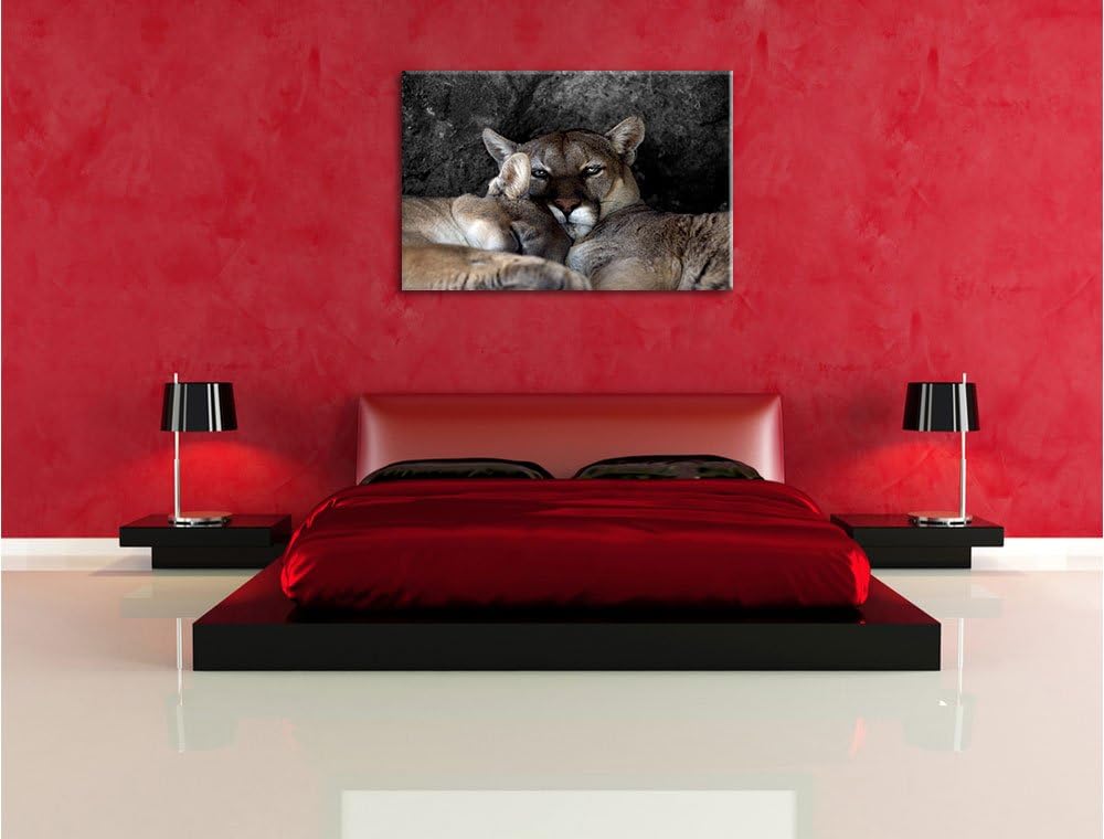 Pixxprint verschlafenes Puma Paar als Leinwandbild/Grösse: 100x70 / Wandbild/Kunstdruck/fertig bespa