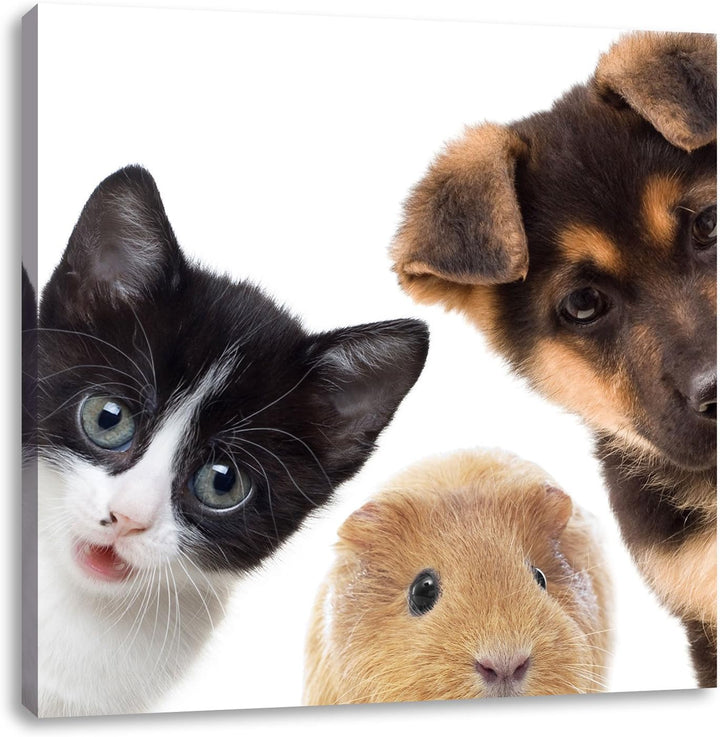 Pixxprint Trio Hund Katze Meerschwein als Leinwandbild/Grösse: 70x70 cm/Wandbild/Kunstdruck/fertig b