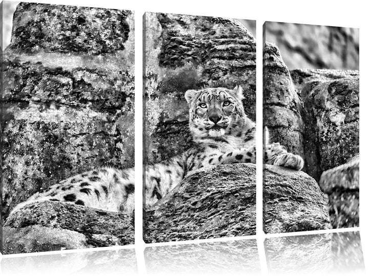Pixxprint Schneeleopard auf Stein als Leinwandbild/Grösse: 3 Teilig (120x80) cm/Wandbild/Kunstdruck/