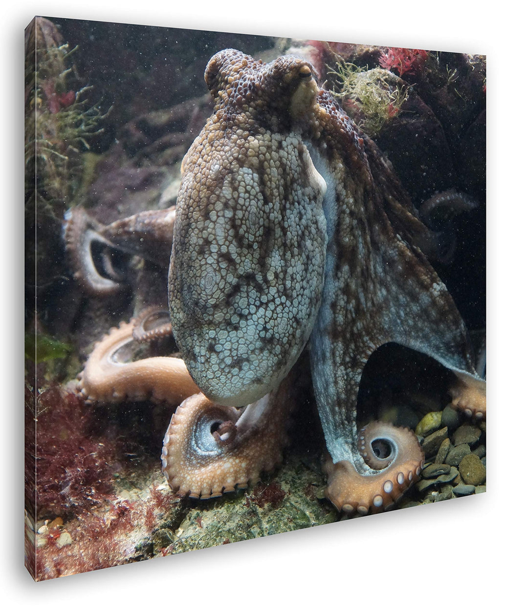 deyoli Oktopus am Korallenriff Format: 70x70 als Leinwandbild, Motiv fertig gerahmt auf Echtholzrahm