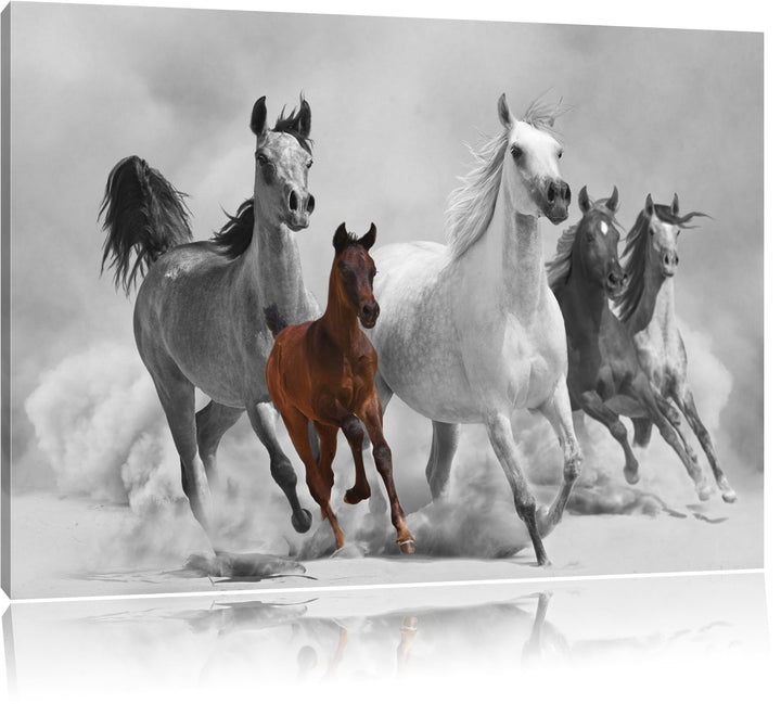 Mustangs in der Wüste mit Fohlen schwarz/weiss Format: 100x70 auf Leinwand, XXL riesige Bilder ferti
