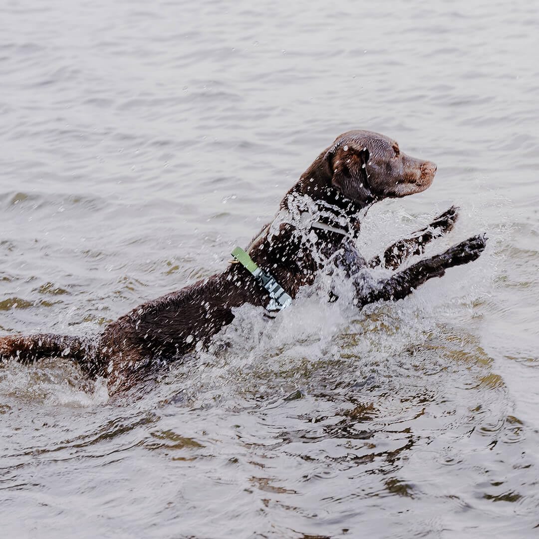 Hundegeschirr Handmade, 5-Fach verstellbar &amp; wasserfest, Made in Germany, kleine bis sehr grosse Hun