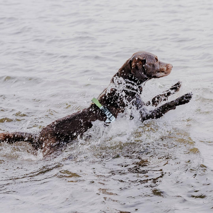 Hundegeschirr Handmade, 5-Fach verstellbar &amp; wasserfest, Made in Germany, kleine bis sehr grosse Hun