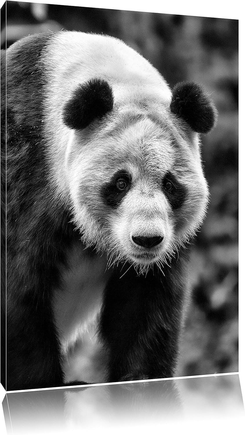 Pixxprint grosser Pandabär / 100x70cm Leinwandbild bespannt auf Holzrahmen/Wandbild Kunstdruck Dekor