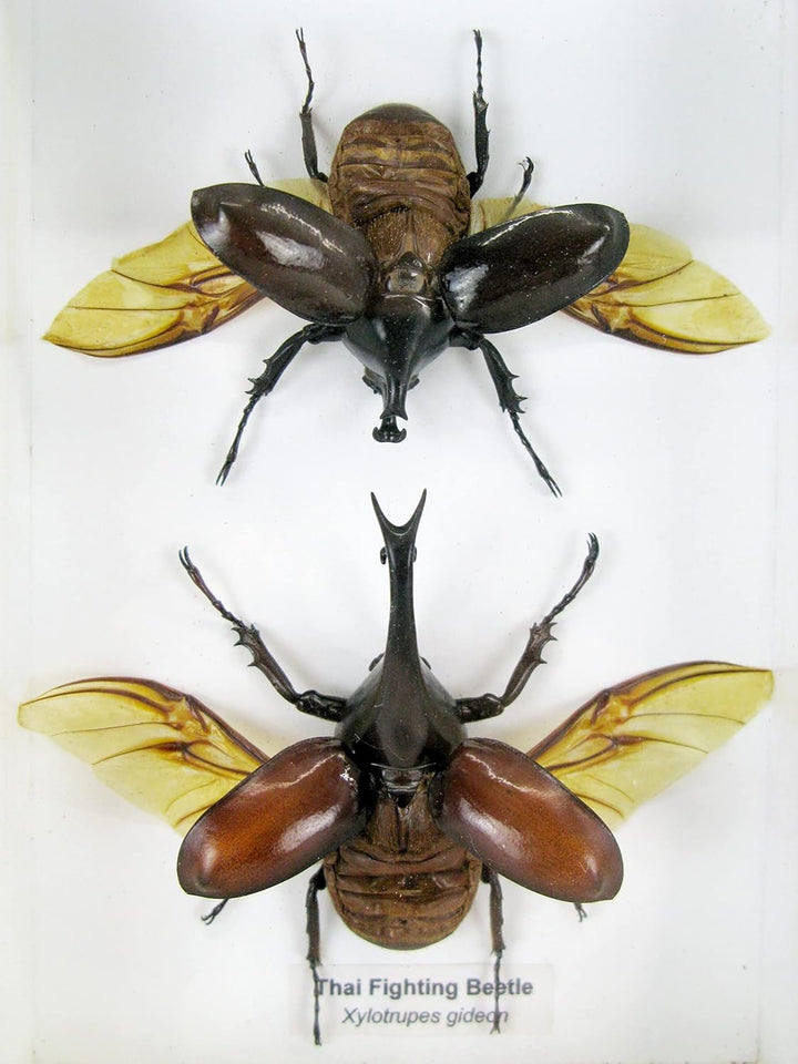 Echte präparierte und riesige Insekten, Cicaden und Krabbler im Schaukasten aus Holz hinter Glas (2