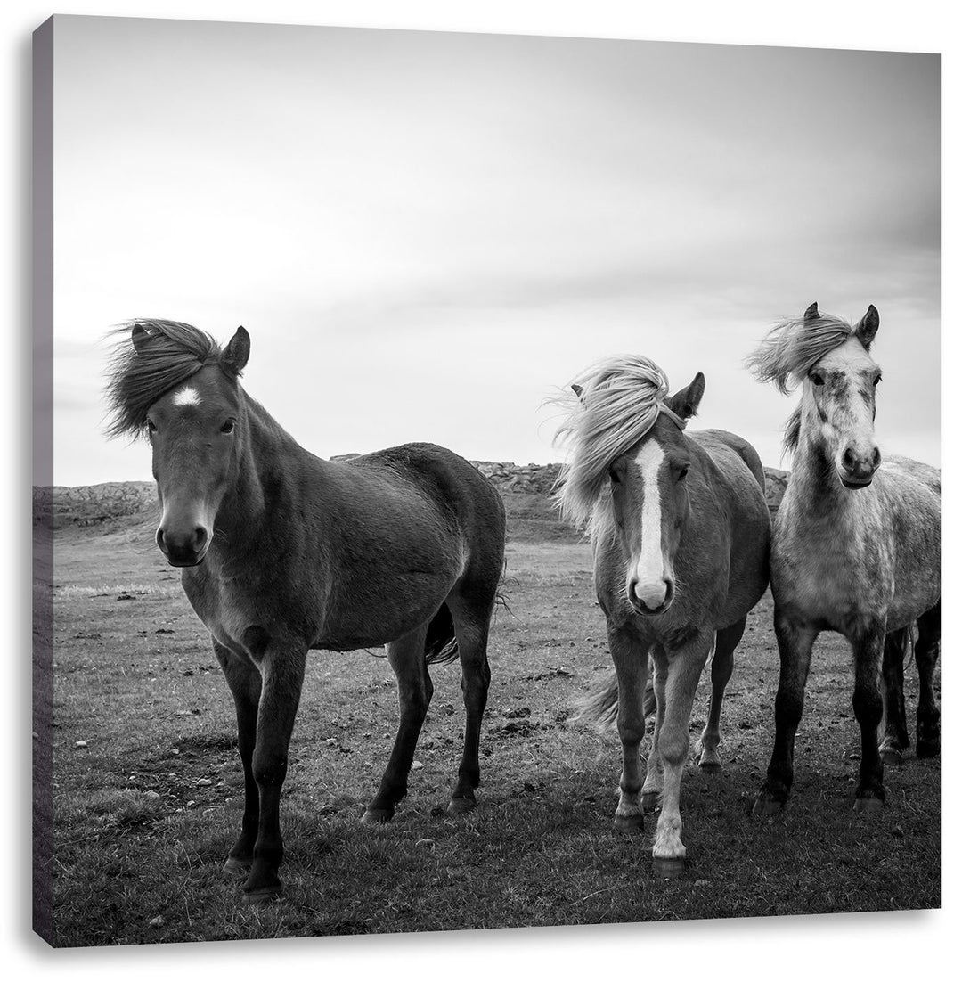 Pixxprint DREI Wilde Islandpferde als Leinwandbild Quadratisch/Grösse: 70x70 / Wandbild/Kunstdruck/f