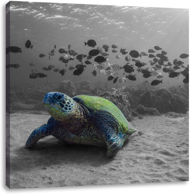 Pixxprint Schildkröte im Ozean schwarz/weiss, Format: 70x70 auf Leinwand, 70x70