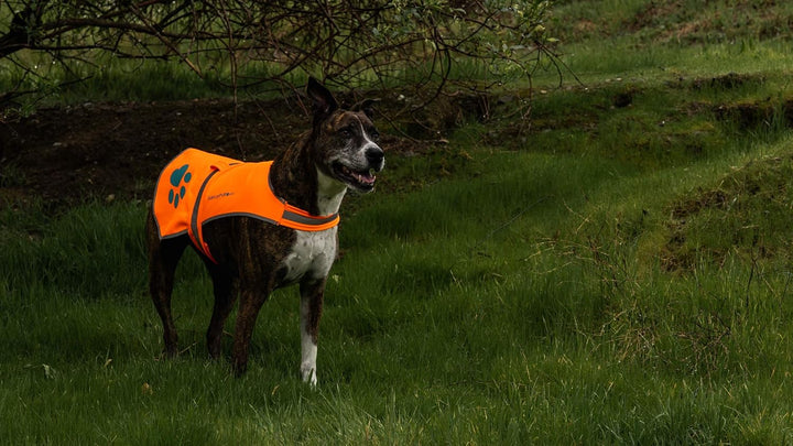 SafetyPUP XD Wasserdichte Hundeweste aus weichem Material, hohe Sichtbarkeit, ideal in kühleren Klim