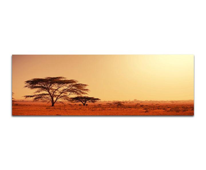 Paul Sinus Art Panoramabild auf Leinwand und Keilrahmen 150x50cm Afrika Namibia Baum Abendstimmung