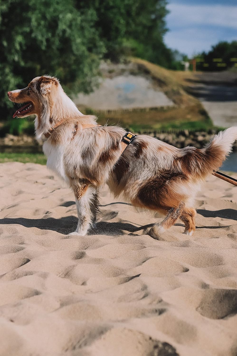 Dingo Hundegeschirre Guard Terra Sand Grosse M (2,0 cm; B: 38-70 cm) Beige 94422 M Beige, M Beige