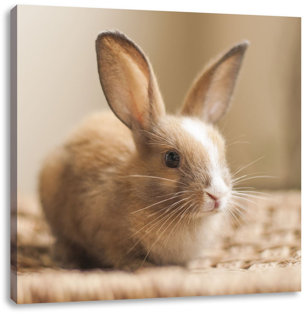 Pixxprint Süsses Kaninchen, Format: 70x70 auf Leinwand, XXL riesige Bilder fertig gerahmt mit Keilra