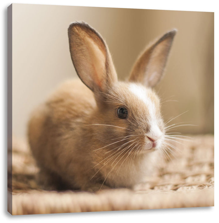 Pixxprint Süsses Kaninchen, Format: 70x70 auf Leinwand, XXL riesige Bilder fertig gerahmt mit Keilra