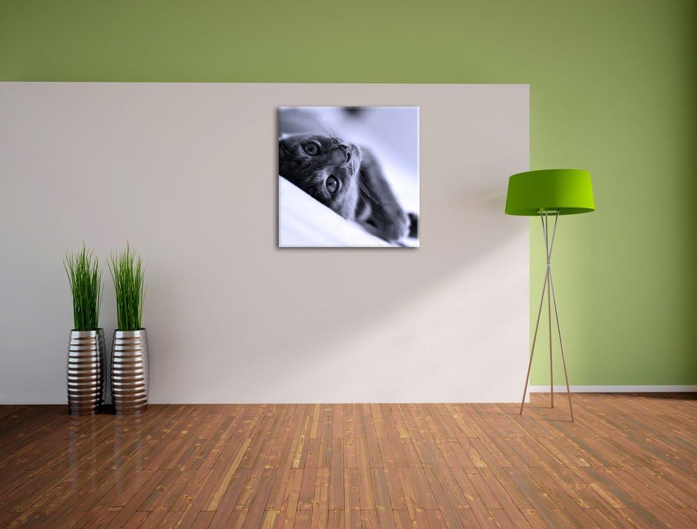 Pixxprint Niedliche Katze liegt im Bett als Leinwandbild Quadratisch/Grösse: 70x70 / Wandbild/Kunstd