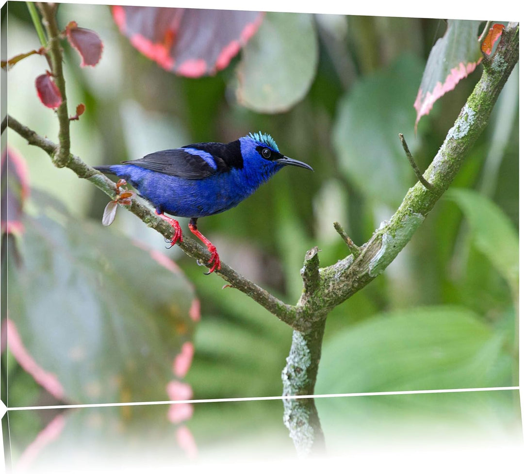 kleiner Türkisnaschvogel auf Ast Leinwand, XXL riesige Bilder fertig gerahmt mit Keilrahmen, Kunstdr
