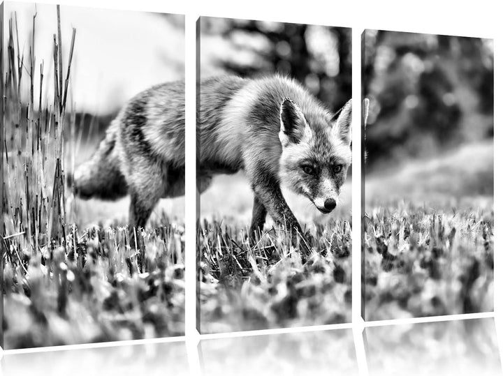 Pixxprint Schöner Fuchs als Leinwandbild/Grösse: 3 Teilig (120x80) / Wandbild/Kunstdruck/fertig besp