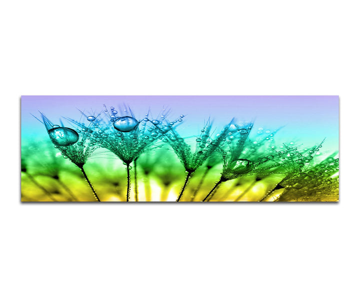 Paul Sinus Art Panoramabild auf Leinwand und Keilrahmen 150x50cm Pusteblumen Löwenzahn Wassertropfen