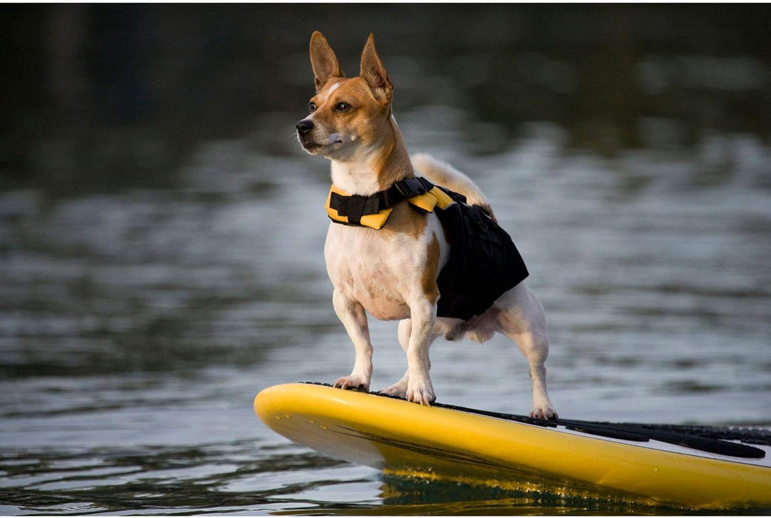 EzyDog Schwimmweste für Kleine Hunde - DFD Micro Hundeschwimmweste - Rettungsweste für Kleine Hunder