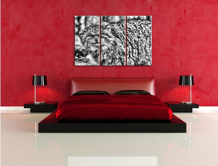 Pixxprint wütende Manul / 3-Teilig/Gesamtmass 120cm Leinwandbild bespannt auf Holzrahmen/Wandbild Ku