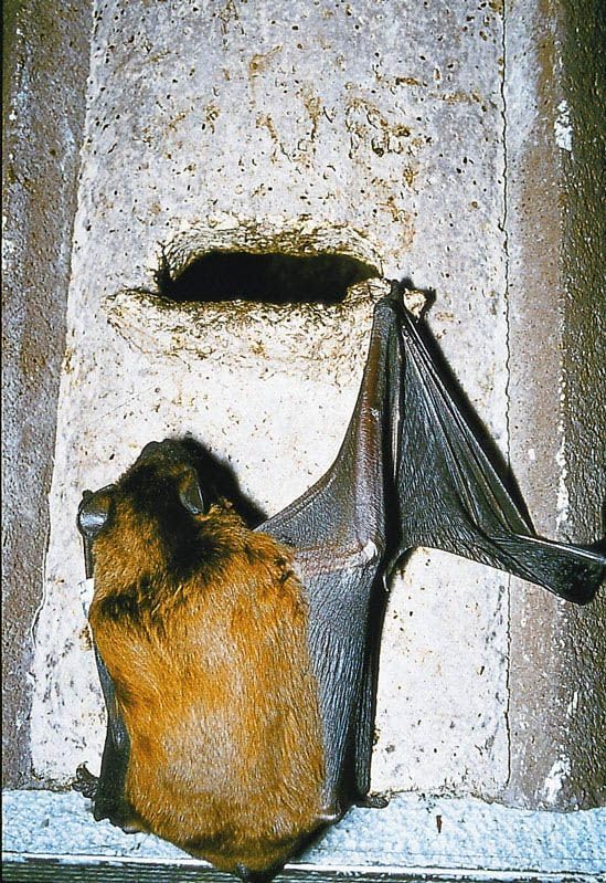 Schwegler Naturschutzprodukt Fledermaus Höhle Satz 2 Stück Nistschutz Nisthöhlen Fledermaushöhle 2F
