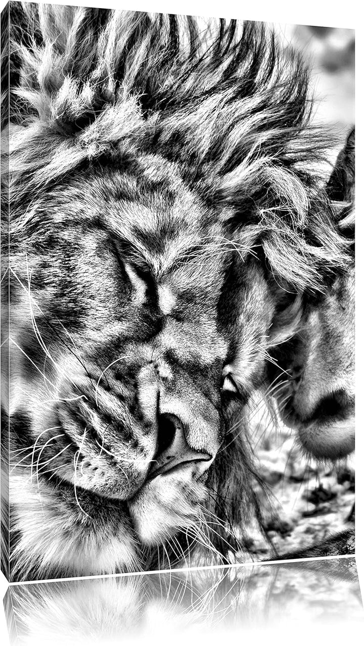 Pixxprint Kuschelnde Löwen als Leinwandbild/Grösse: 100x70 / Wandbild/Kunstdruck/fertig bespannt, 10
