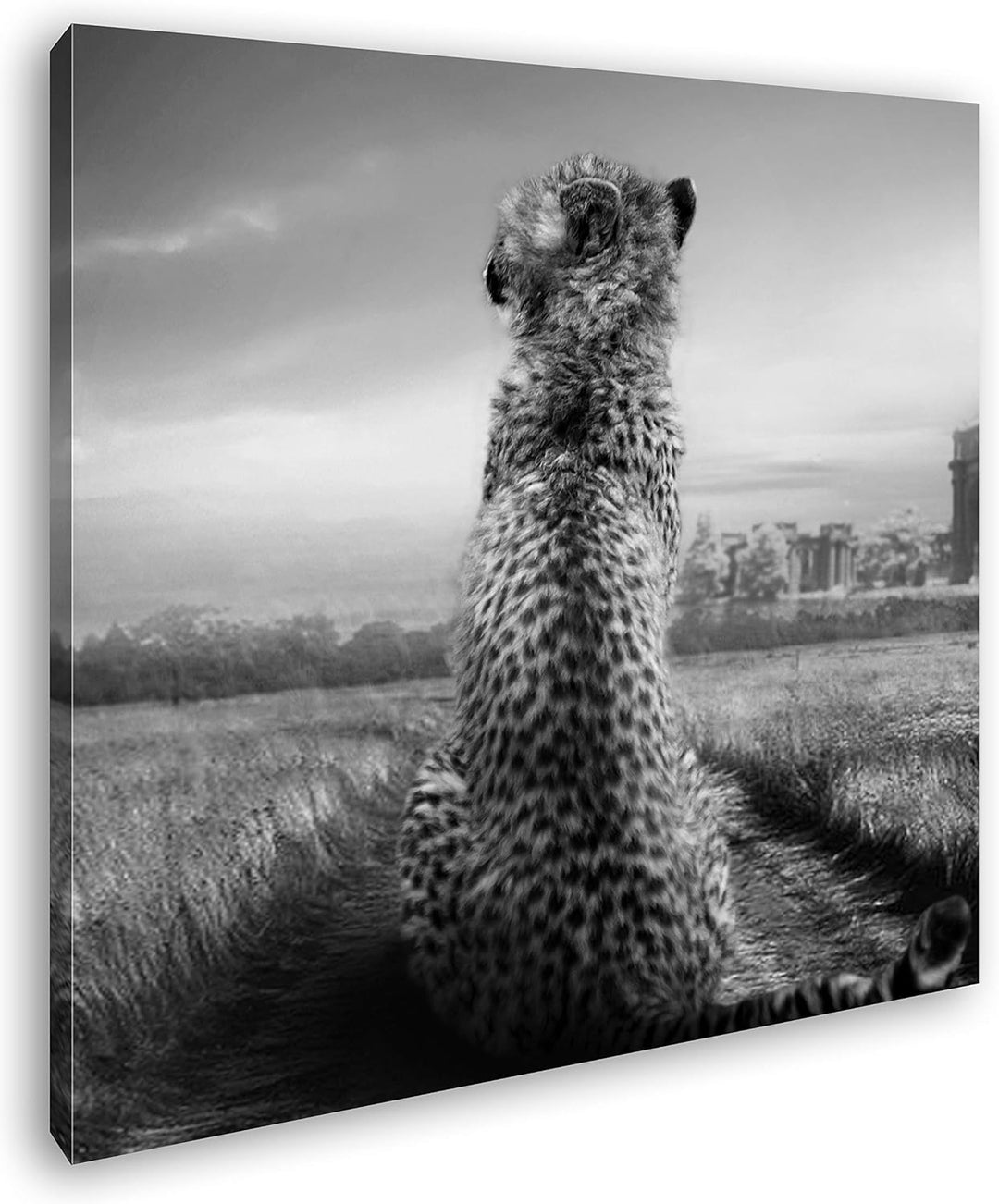 deyoli einsamer Gepard in schöner Landschaft im Format: 70x70 Effekt: Schwarz&Weiss als Leinwandbild
