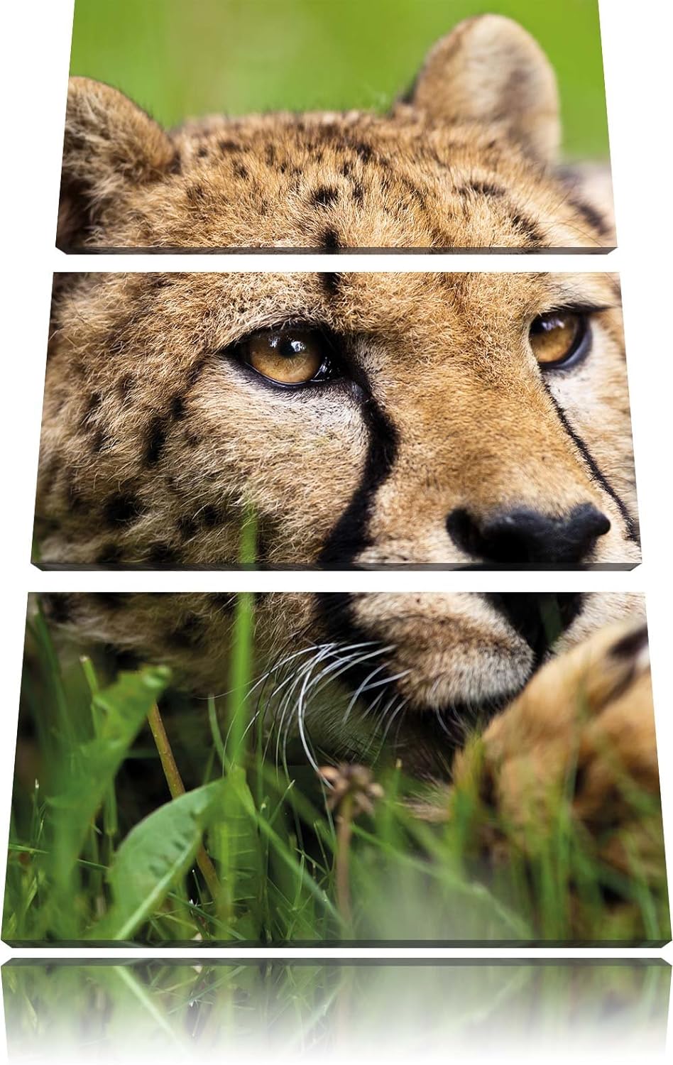 Pixxprint Gepard im Gras als Leinwandbild/Grösse: 3 Teilig (120x80) cm/Wandbild/Kunstdruck/fertig be