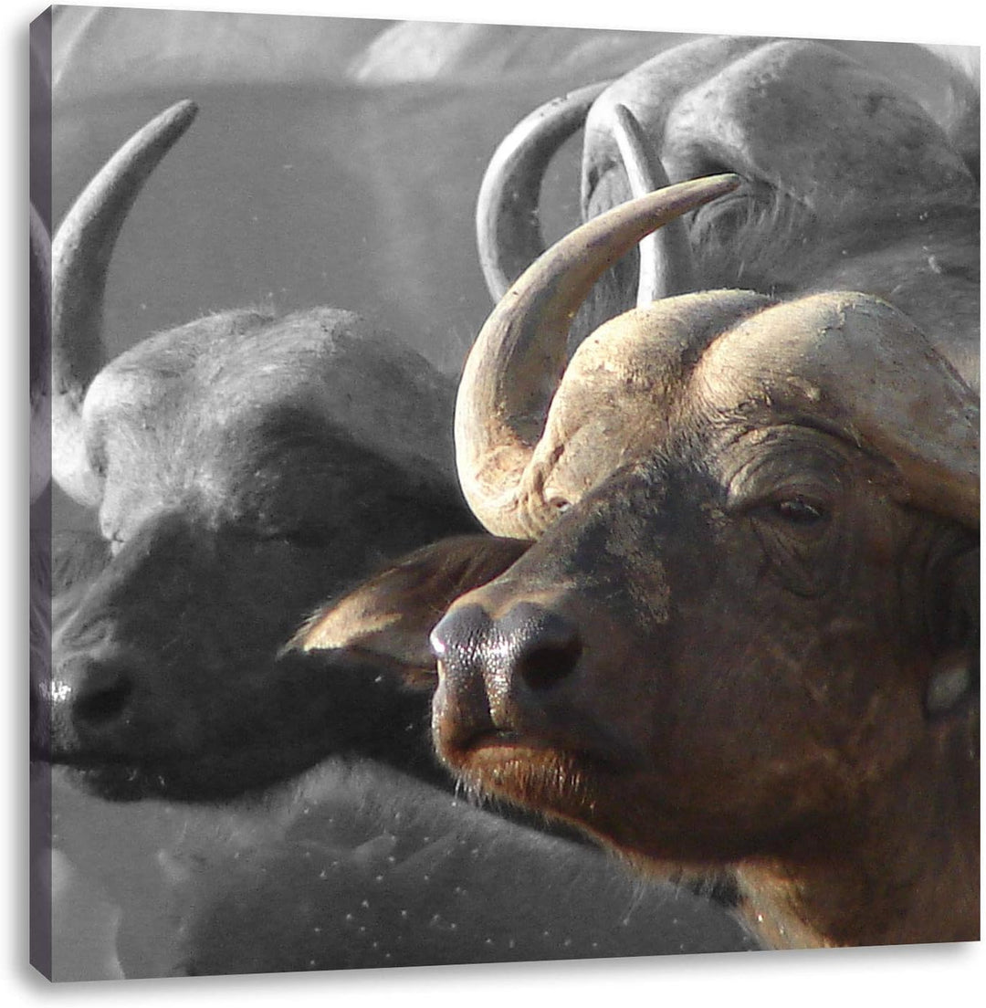 Pixxprint Wasserbüffel geniessen die Sonne als Leinwandbild Quadratisch/Grösse: 70x70 / Wandbild/Kun