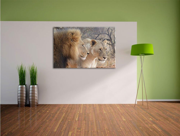 stolzes Löwenpaar, Format: 100x70 auf Leinwand, XXL riesige Bilder fertig gerahmt mit Keilrahmen, Ku